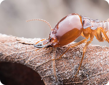 Common Household Pests in Mississauga...