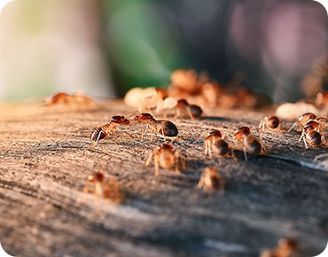 Preparing Your Home for Seasonal...